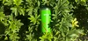 Green Olight travel tumbler nestled in lush green garden leaves