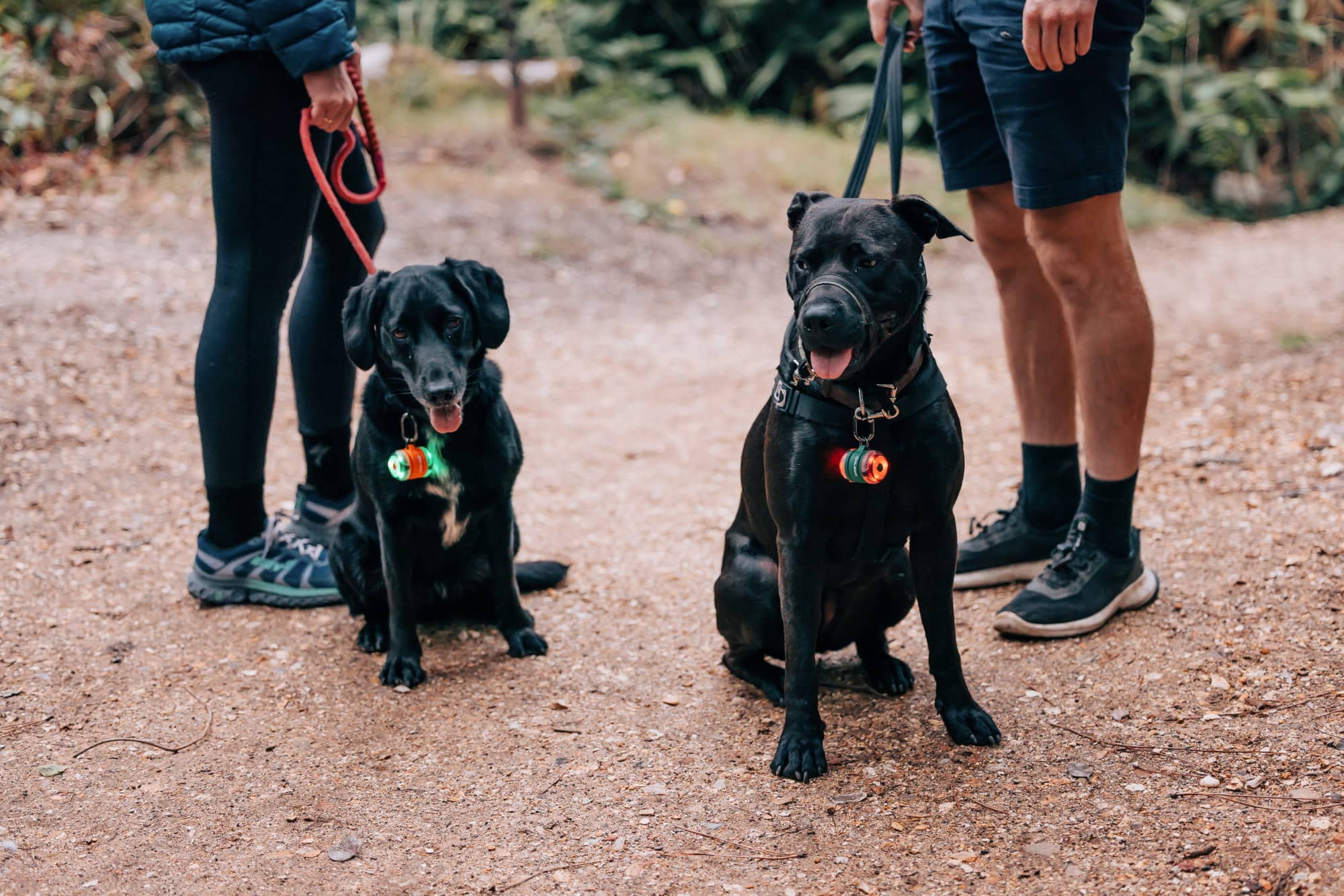 Zwei Hunde tragen beim Spaziergang Olight Gober Sicherheitslichter am Halsband