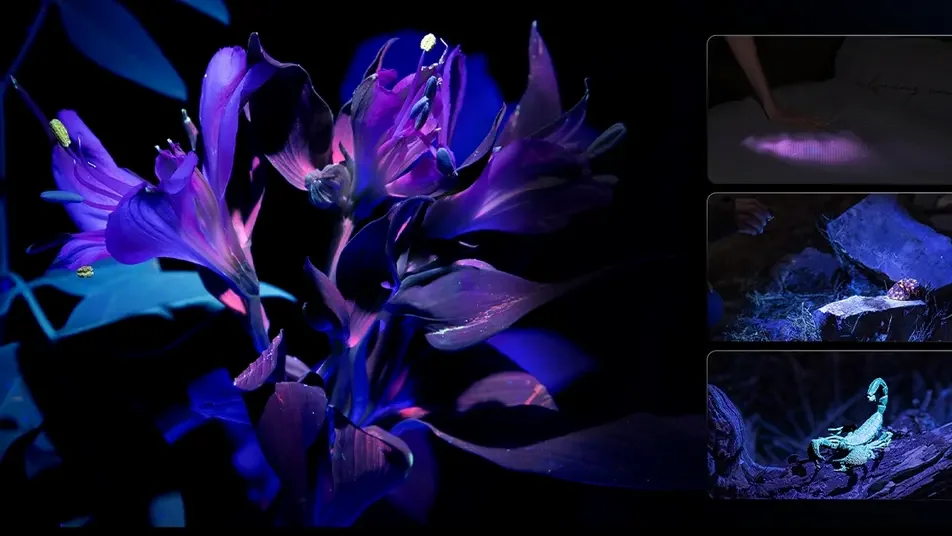 Best UV Flashlight 2026: Why Pure 365nm Black Light Wins for Pet Stains, Leaks & Travel