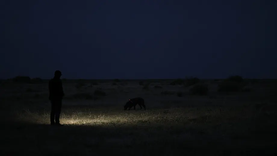 Dog Training Light at Night: Tracking Dog Lights Without Confusion